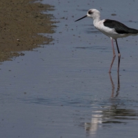 Miranda Shorebird Centre, Pied Stilt