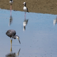 Miranda Shorebird Centre, Pied Stilt, White Headed Heron