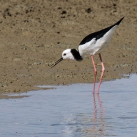 Miranda Shorebird Centre, Pied Stilt