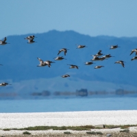 Miranda Shorebird Centre