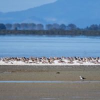 Miranda Shorebird Centre