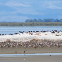 Miranda Shorebird Centre