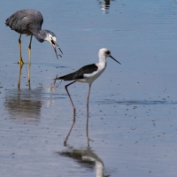 Miranda Shorebird Centre, Pied Stilt, White Headed Heron