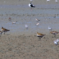 Turnstone