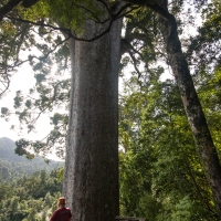 The Square Kauri