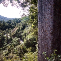 The Square Kauri