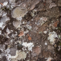 Kauri Tree bark