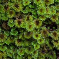 Moss