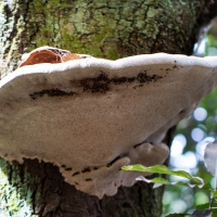 Bracket Fungus