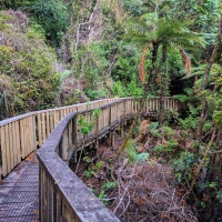 The Square Kauri