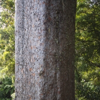 The Square Kauri