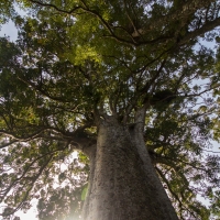 The Square Kauri