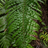 Fern