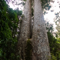 Kauri