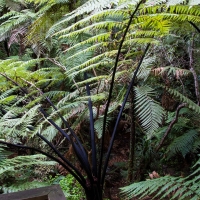 Ferns