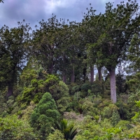 The Square Kauri