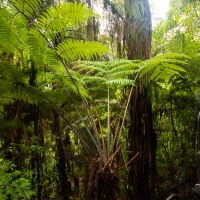 Driving Creek - Ferns