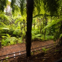 Driving Creek - Ferns