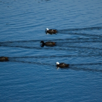 Lake Mclaren