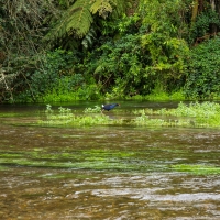 Te Waihou Walkway