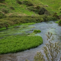 Te Waihou Walkway