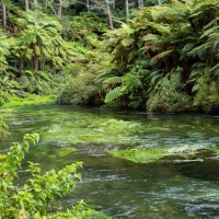 Te Waihou Walkway