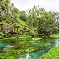 Te Waihou Walkway