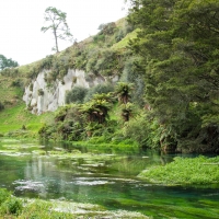 Te Waihou Walkway