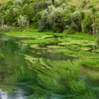 Te Waihou Walkway