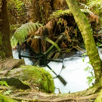 Te Waihou Walkway