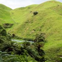 Te Waihou Walkway