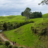 Te Waihou Walkway