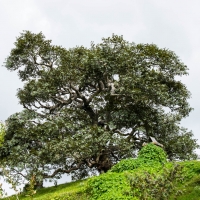 Hobbiton