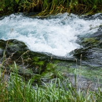 Te Waihou Walkway