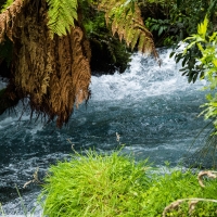 Te Waihou Walkway