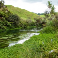 Te Waihou Walkway