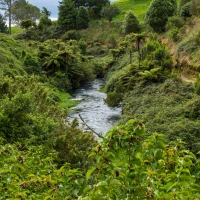 Te Waihou Walkway