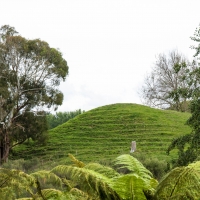 Te Waihou Walkway