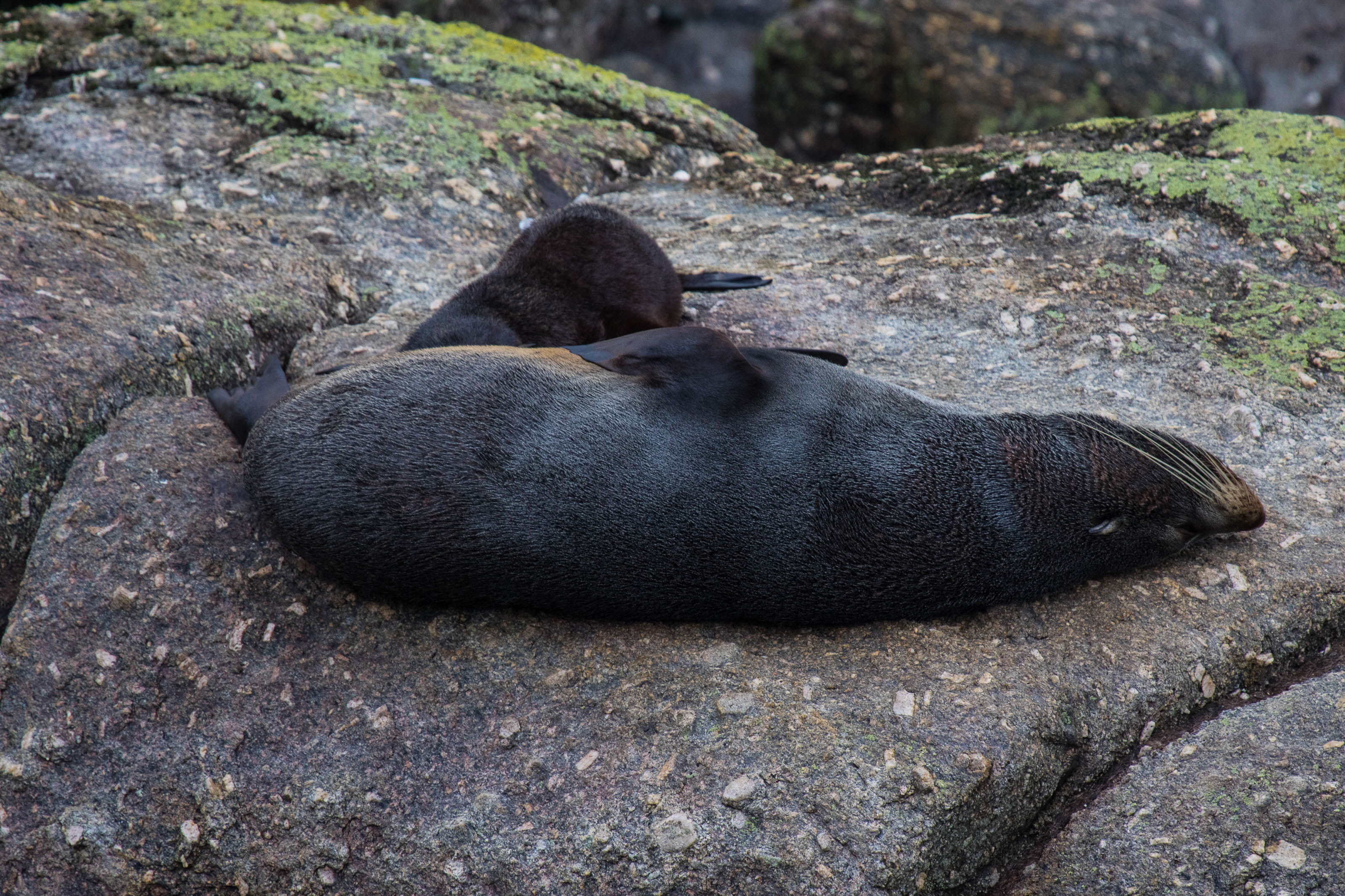 Seals at Tauranga Bay