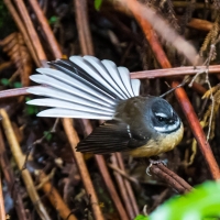 Mitchells Gully Gold