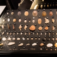 Te Papa Museum
