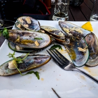 Havelock Green lipped mussels