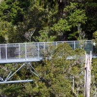 Treetop Walk