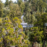 Treetop Walk