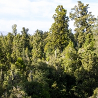 Treetop Walk