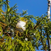 Treetop Walk - Silvereye