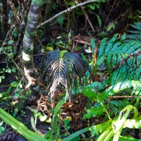 Franz Josef Glacier Walk