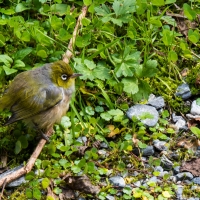 Franz Josef Glacier Walk