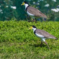 Spur-winged Plovers