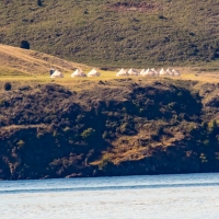 Glampers? across the lake from Glendhu bay